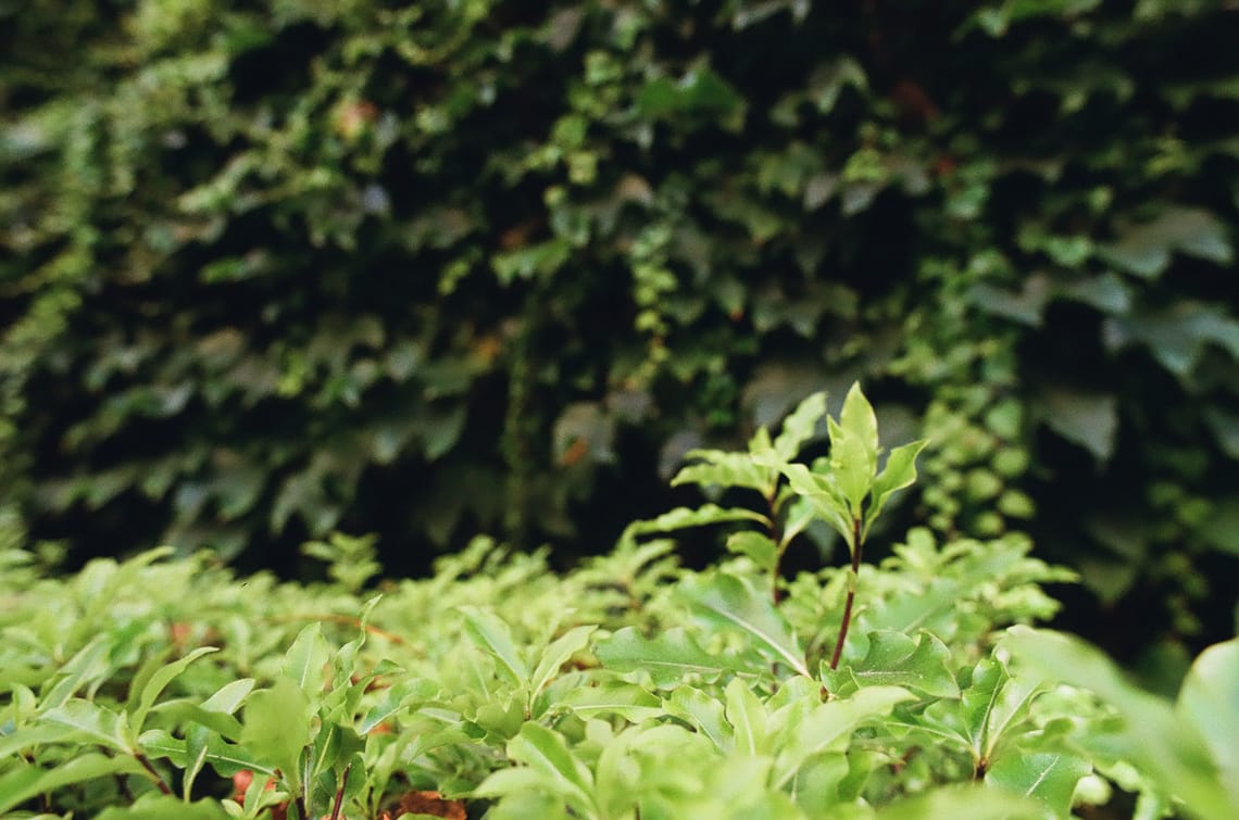 Hedging